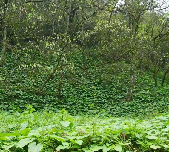 04201776681553173368.png 屏幕截图 2026-04-20 183857.png