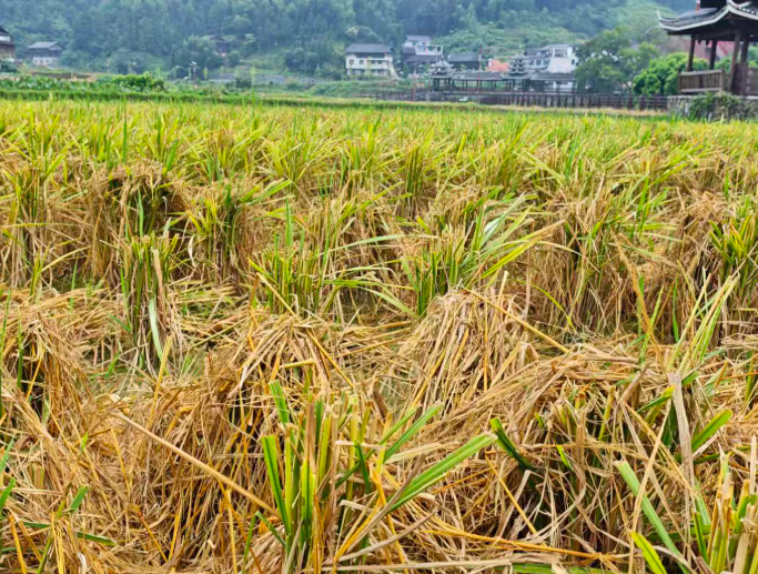 09221790075526322125.png 屏幕截图 2026-09-22 191038.png
